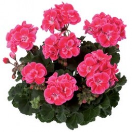 Toscana® Castello Rose Eye (Tammo)